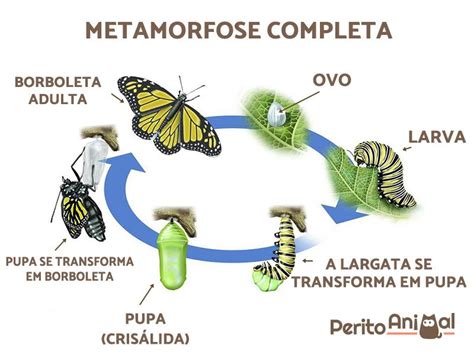 metamorfose|metamorfose significado.